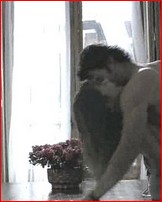 silvia-abascal_01.jpg - 68 KB